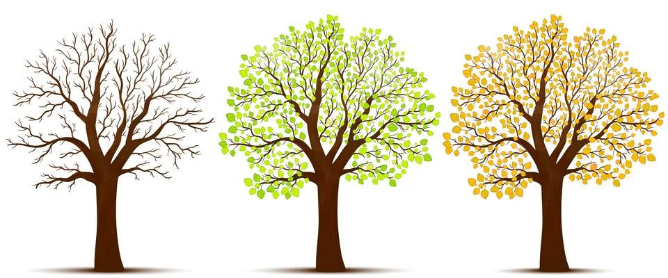 Seasons of tree  vector Stock Illustration