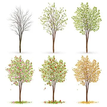 Seasons of tree vector Stock Illustration