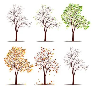 Seasons of tree vector Stock Illustration