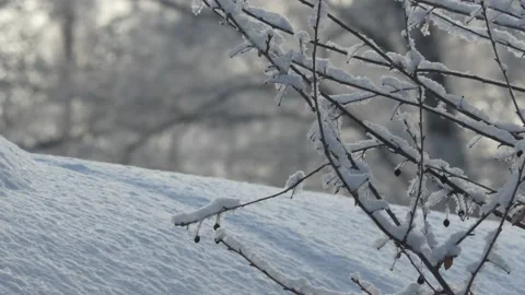 Seasons, winter. The branches of the cherry bush were covered with frost . Vídeos de archivo 150156007
