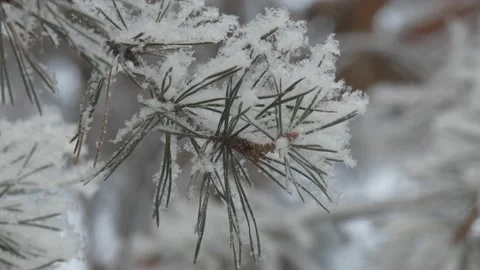 Seasons, winter. The branches of the pine tree were covered with frost . Vídeos de archivo 150156231