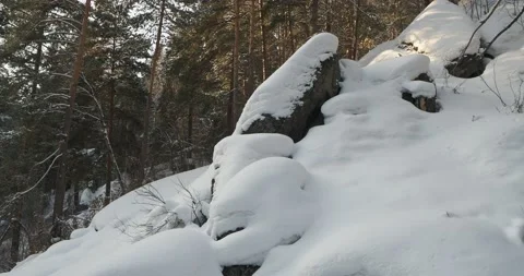 Seasons, winter. Snow-covered pine forest in Siberia. The camera is moving. Video stock 232981096