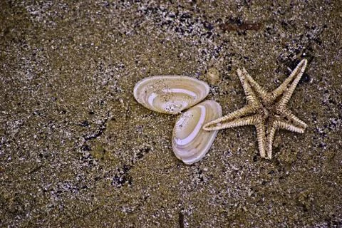 Seastar and seashells Stock Photos