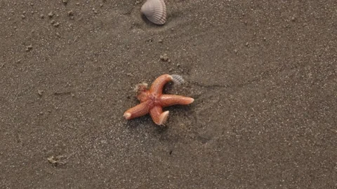 Seastar On Beach 4K Stock Footage 196287619