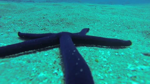 Seastar crawls on seafloor Stock Footage 50383549