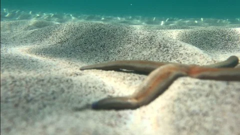 Seastar Stock-Footage 82166032