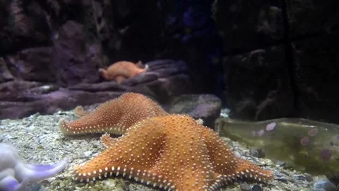 Seastar 库存影片 150401685