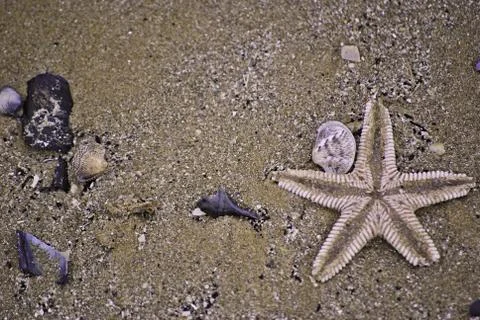 Seastar Stock Photos
