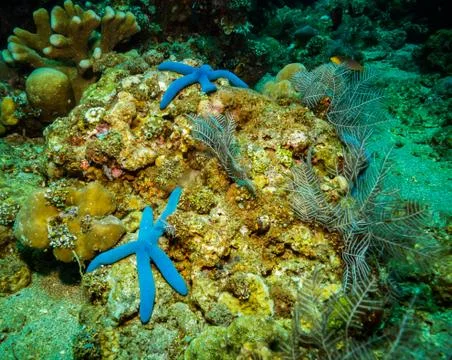 Seastar Stock Photos