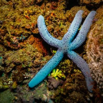Seastar Stock Photos