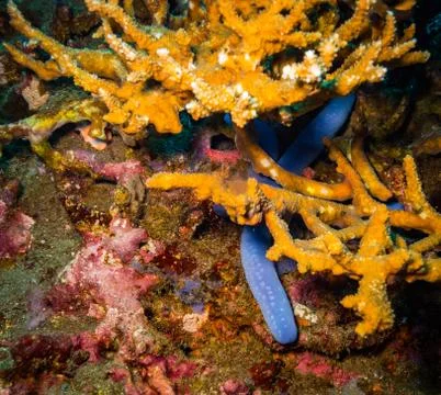 Seastar Stock Photos
