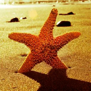 Seastar in the seashore with a retro effect Stock Photos