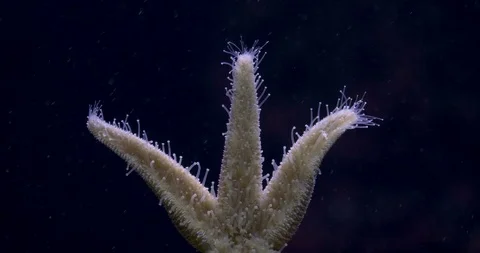 Seastar time lapse 10bit HDR / HLG Video stock 100174347