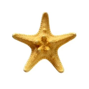 Seastar on white Stock Photos