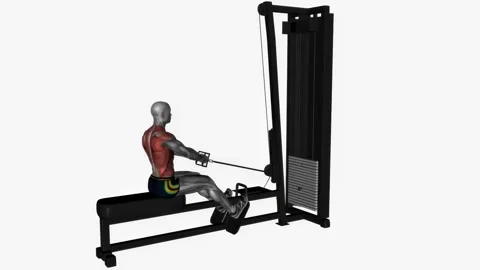 Seated cable row V bar machine fitness gym exercise workout animation muscle hi  Vidéo 243984410