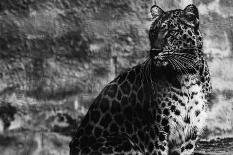 Seated elegantly before a red brick wall, the leopard's spotted coat contra.. Foto stock