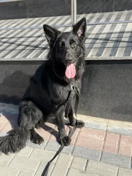 Seated German Shepherd Facing Camera with Clear Expression Foto stock