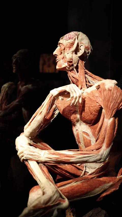 Seated human muscle body in dramatic light anatomy concept Video stock 331233124