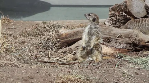 Seated Meercat at zoo Vídeo Stock 73511968