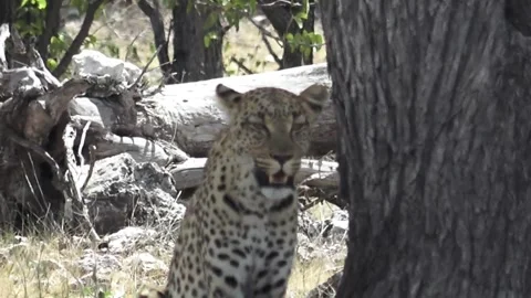 Seated in shade; light panting due to heat — Part 31 Stock Footage 320790328