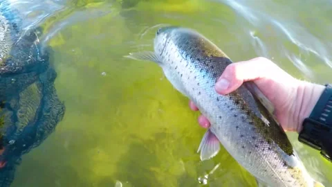 Seatrout release Stock Footage 150471131