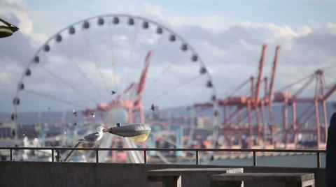 Seattle ferris wheel rack focus from seagulls Stock-Footage 37589721