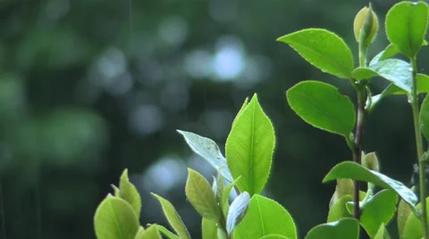 Seattle Rainy Day Stock Footage 39671851
