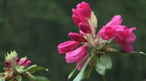 Seattle Rainy Day Stock Footage 39671852