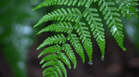 Seattle Rainy Day Stock Footage 39671853