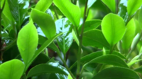 Seattle Rainy Day Stock Footage 39671855