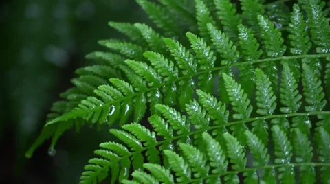 Seattle Rainy Day Stock Footage 39671857