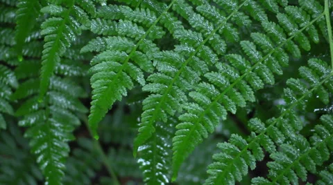 Seattle Rainy Day Stock Footage 39671868