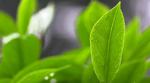 Seattle Rainy Day Vídeo Stock 39671869