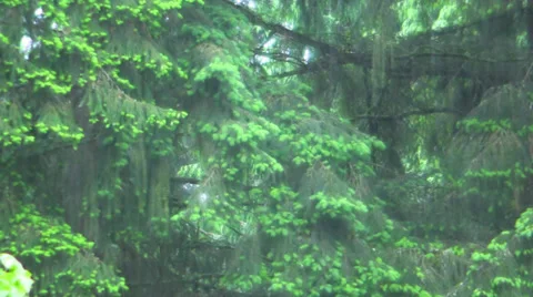 Seattle Rainy Day Stock Footage 39671870