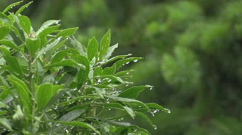 Seattle Rainy Day Leaf Vídeo Stock 39961004