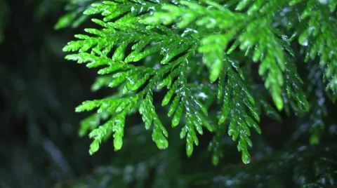 Seattle Rainy Day Pine needles Vídeos de archivo 39978823
