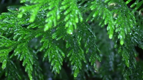 Seattle Rainy Day Pine Tree Vídeo Stock 39978840