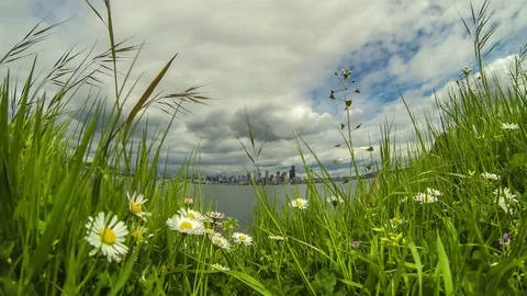 Seattle Skyline Behind Flowers Time Lapse Stock Footage 74020529