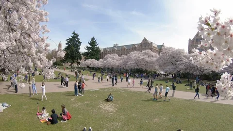 Seattle WA 2019 University of Washington Cherry Blossom Trees Campus Reveal Stock Footage