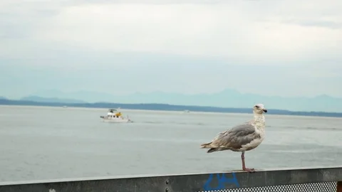 Seattle Washington in 4k 動画素材 83627776