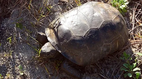 SeaTurtle 02svKBv Stock Footage 47945191
