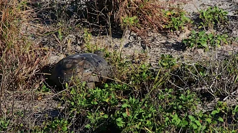 SeaTurtle 05svP1v Stock Footage 47944696