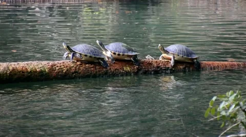 SeaTurtle 06svKBv Stock Footage 47945102
