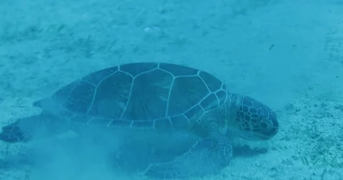 Seaturtle 스톡 동영상 98780549