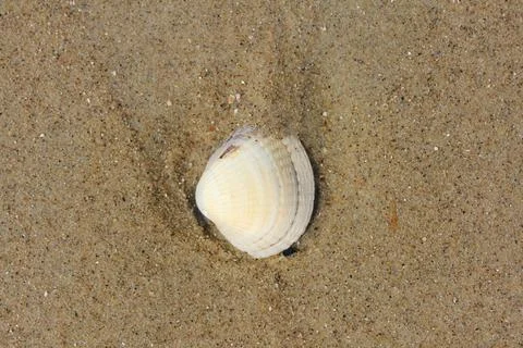 From seawater lapped conch shell lying in the sand 写真素材