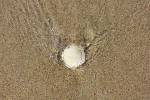 From seawater lapped conch shell lying in the sand 写真素材