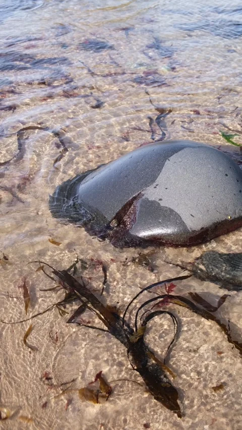 Seawater lapping around large grey stone sandy shallow seaweed drifting Stock-Footage 303224717