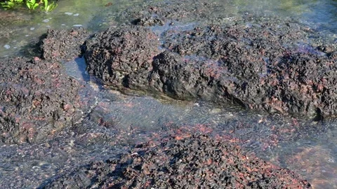 Seawater Slowly Entering a Tranquil Tidal Pool Stock Footage 252244776