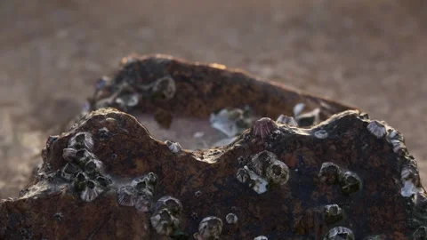 Seawater Washing Over Shell-Covered Coastal Rock Close Up Stockbeeldmateriaal 333899845