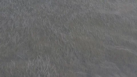 Seaweed 2 스톡 동영상 269723096